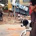 Με τον σκύλο στη Κατμαντού...