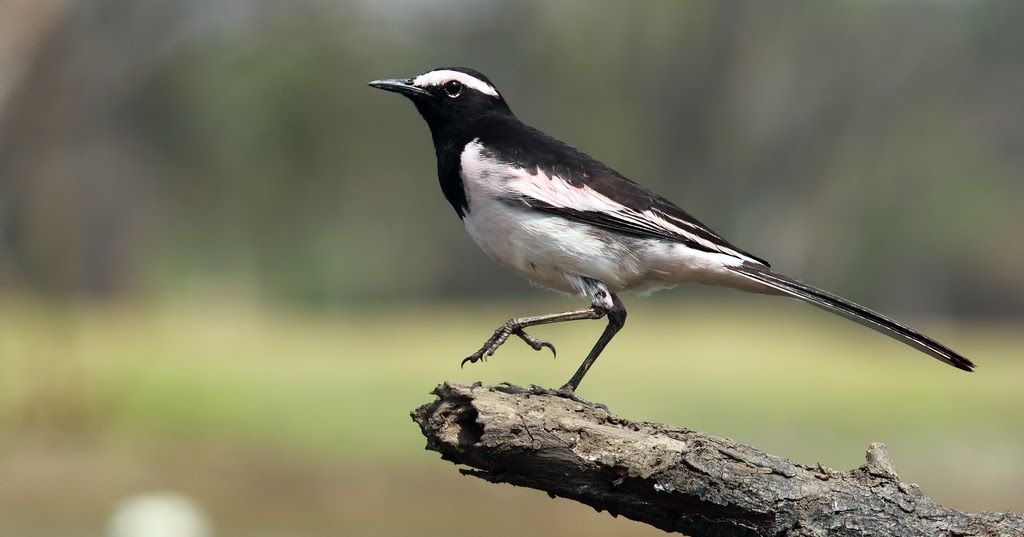 Pleasing Caller - The White-browed Wagtail!