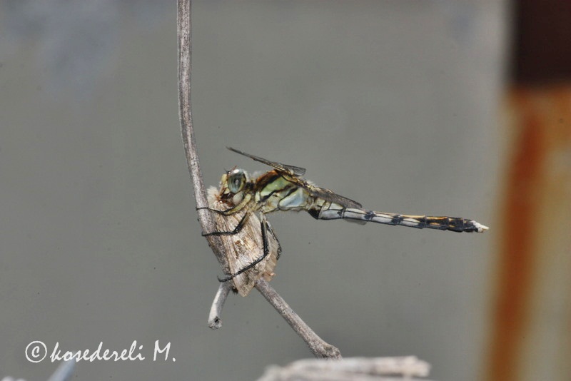 biraz yazalim yusufcuk bocegi