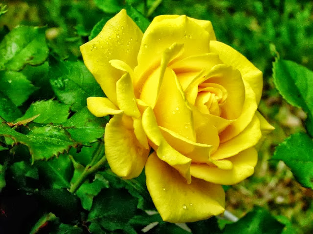 Yellow Rose Wallpapers Free Download