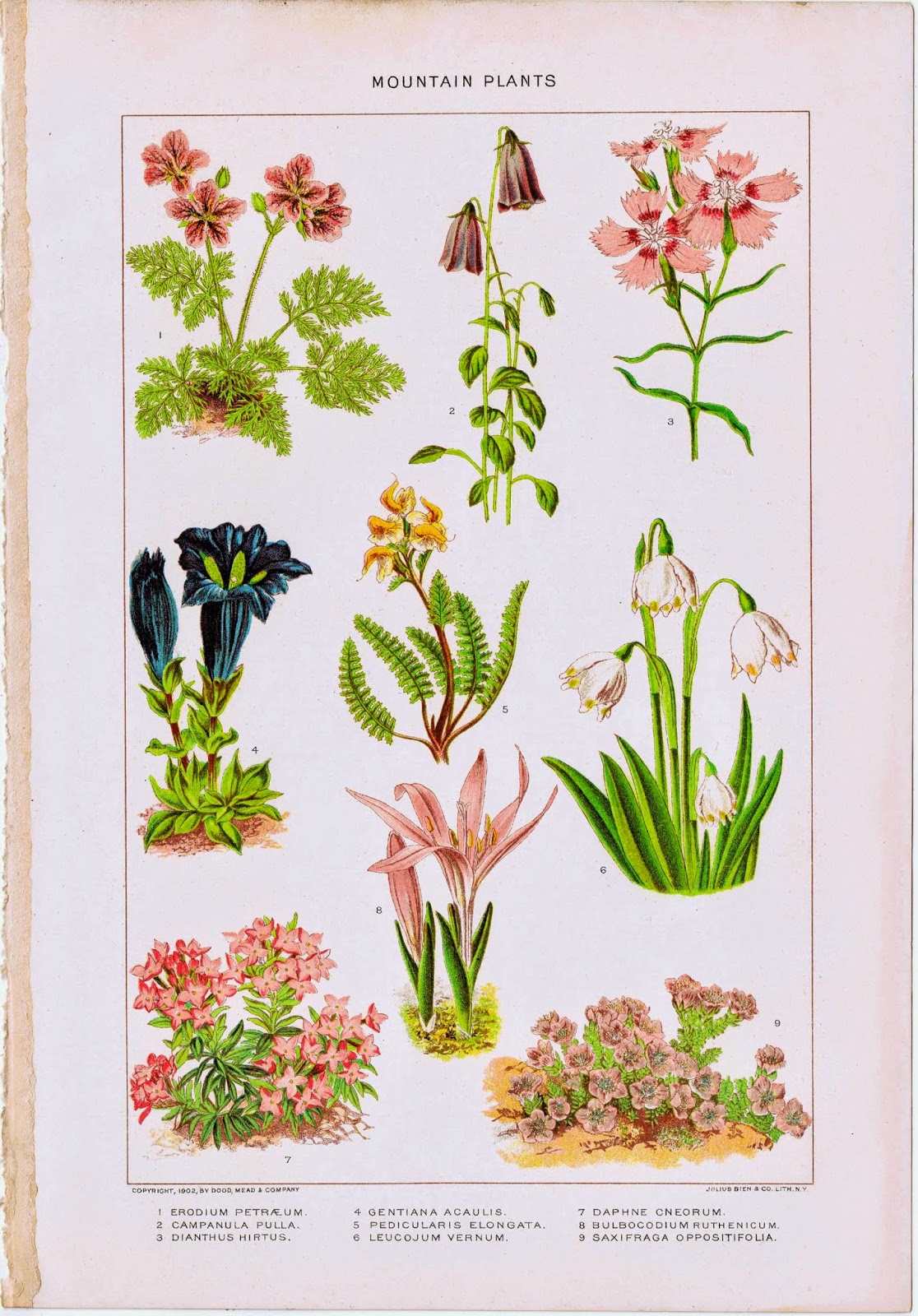 Antique Nature Flowers Printable via KnickofTimeInteriors.blogspot.com