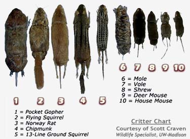 Mouse And Rat Size Chart