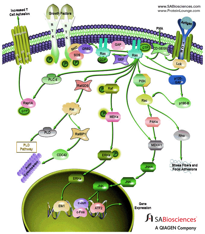 Ras signalling pathway