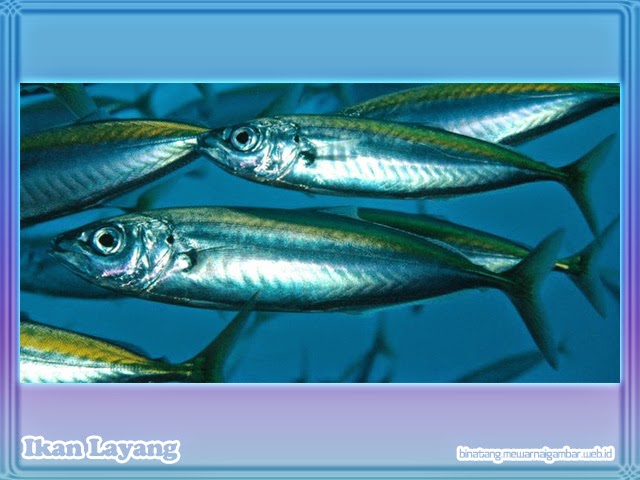 Ikan Layang Ikan Layang