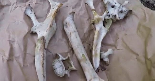 Bigfoot Evidence: Can Anyone Identify These Bones?