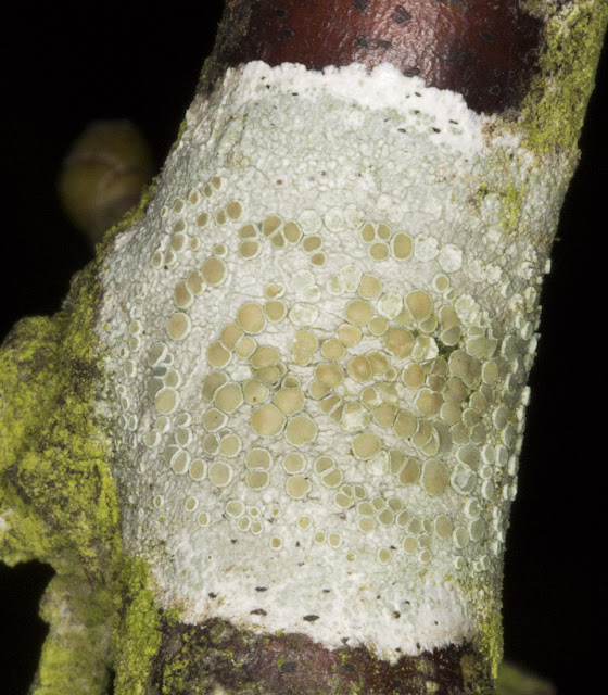 Lecanora chlarotera. Orpington Field Club outing to Blackbush Shaw, Cudham, on 19 November 2011. Lecanora chlarotera. Orpington Field Club outing to Blackbush Shaw, Cudham, on 19 November 2011.