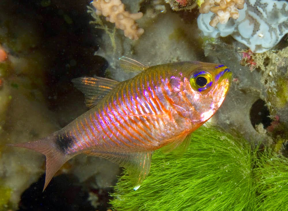 Orangelined Cardinalfish (Archamia Fucata)