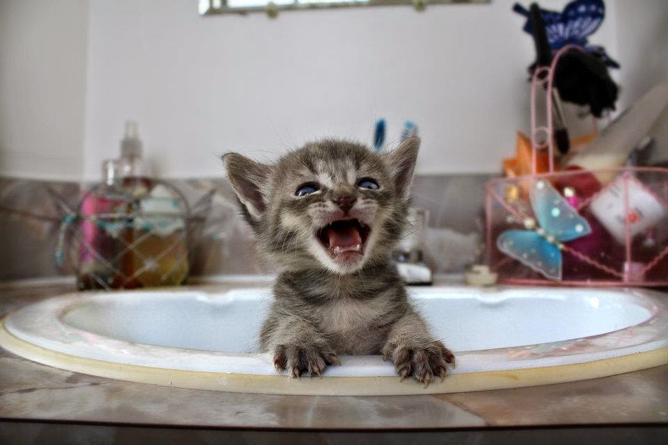 Funny cats - part 96 (40 pics + 10 gifs), cat pictures, kitten in sink crying