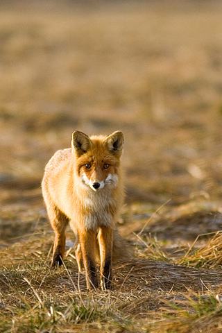 iPhoneZone: Wild Animal Fox Wallpapers For iPhone