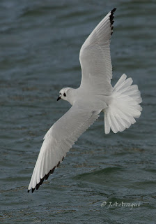 Gaviota de Bonaparte, Chroicocephalus philadelphia, Bonaparte's Gull