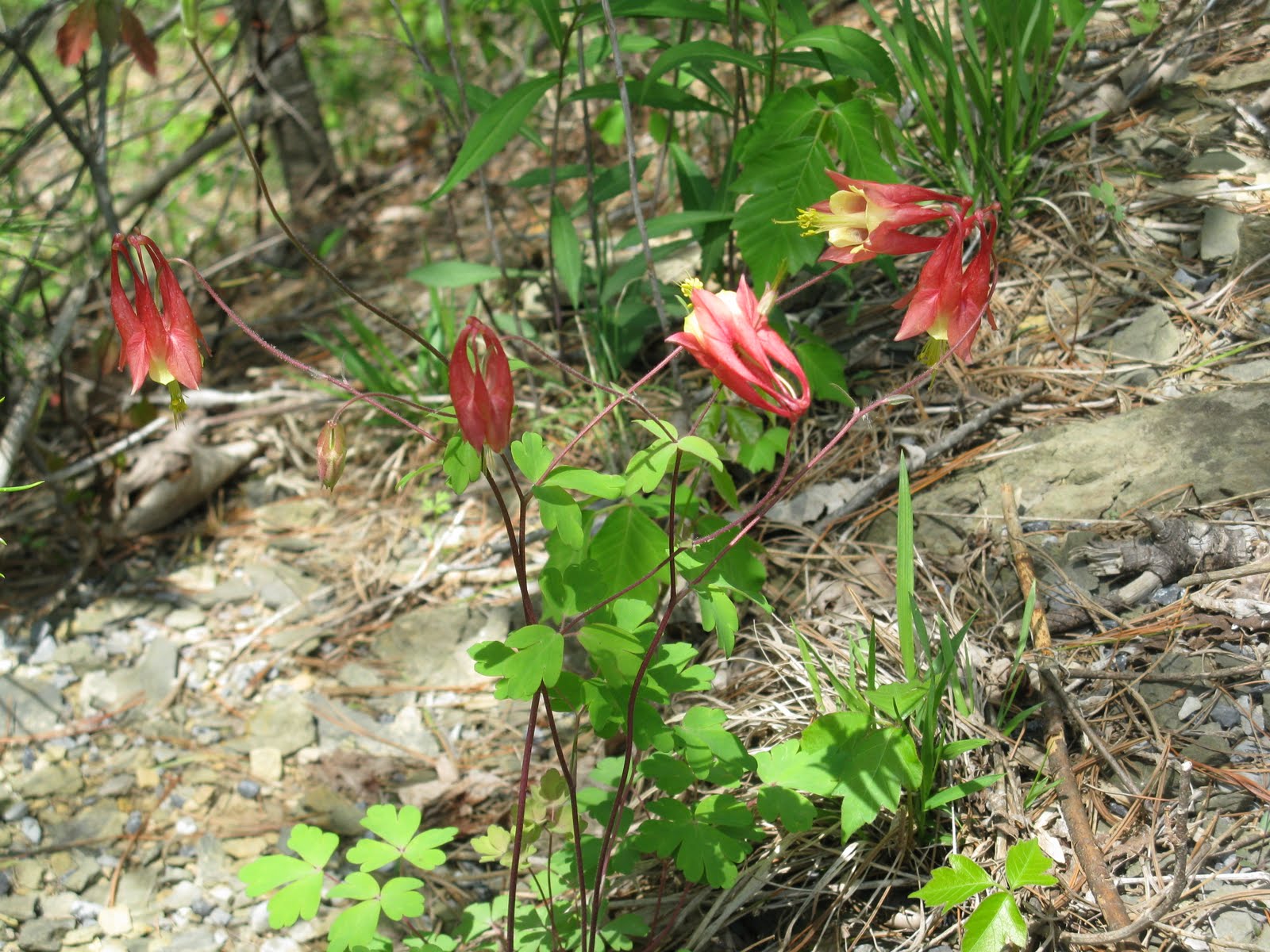 Wildflowers in West Virginia Wild Red Columbines, Swinging Bridge Road