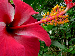 L'hibiscus est présent dans toute la ville de Cayenne - Guyane