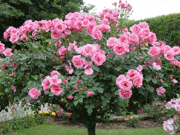Uma arvore de rosas floresça na vida de vocês