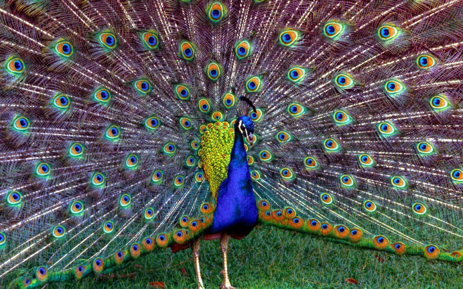 peacock pictures | mouade agafay