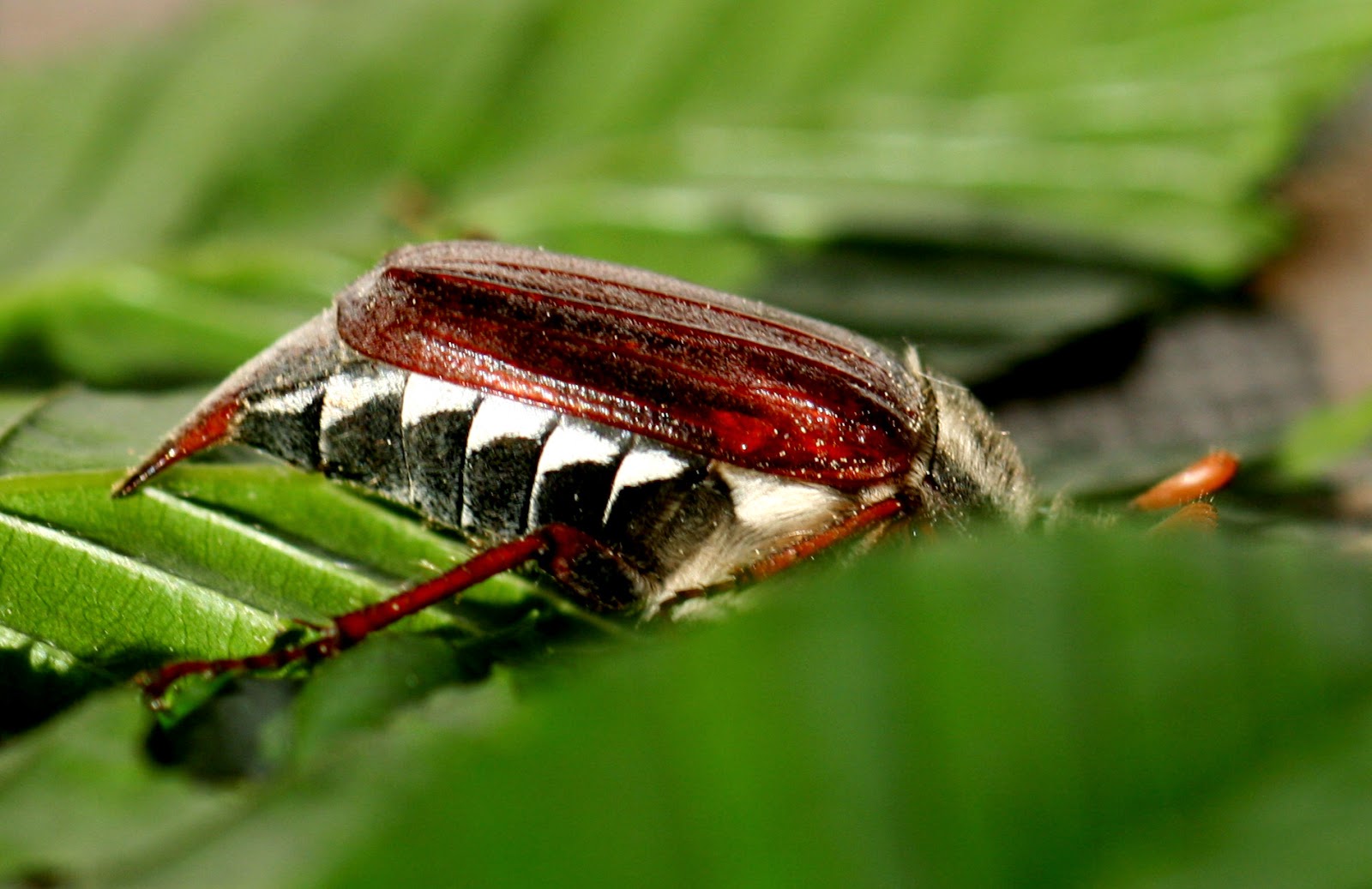 Ingos Gedichte Mein Freund Der Maikafer