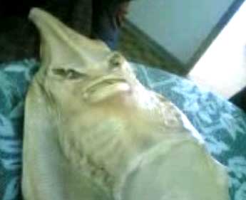 Story of life. .: Mati Ketika Sedang Berzina Dengan ikan Pari Betina