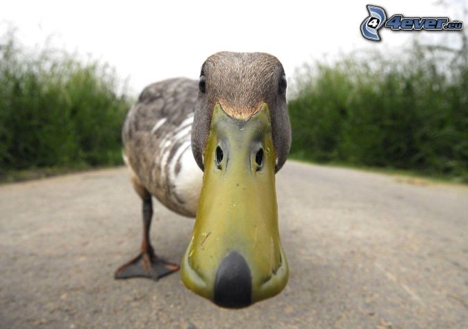 %5Bimagenes.4ever.eu%5D+pato,+pico+170313.jpg
