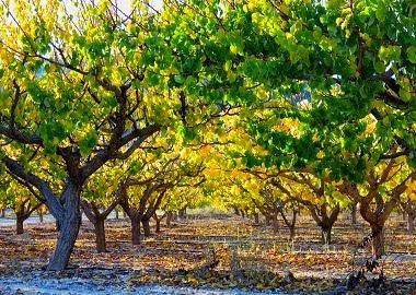 Camí dels Dubots