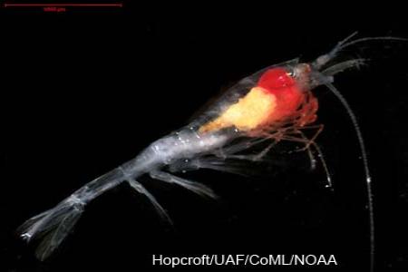 Pelagic