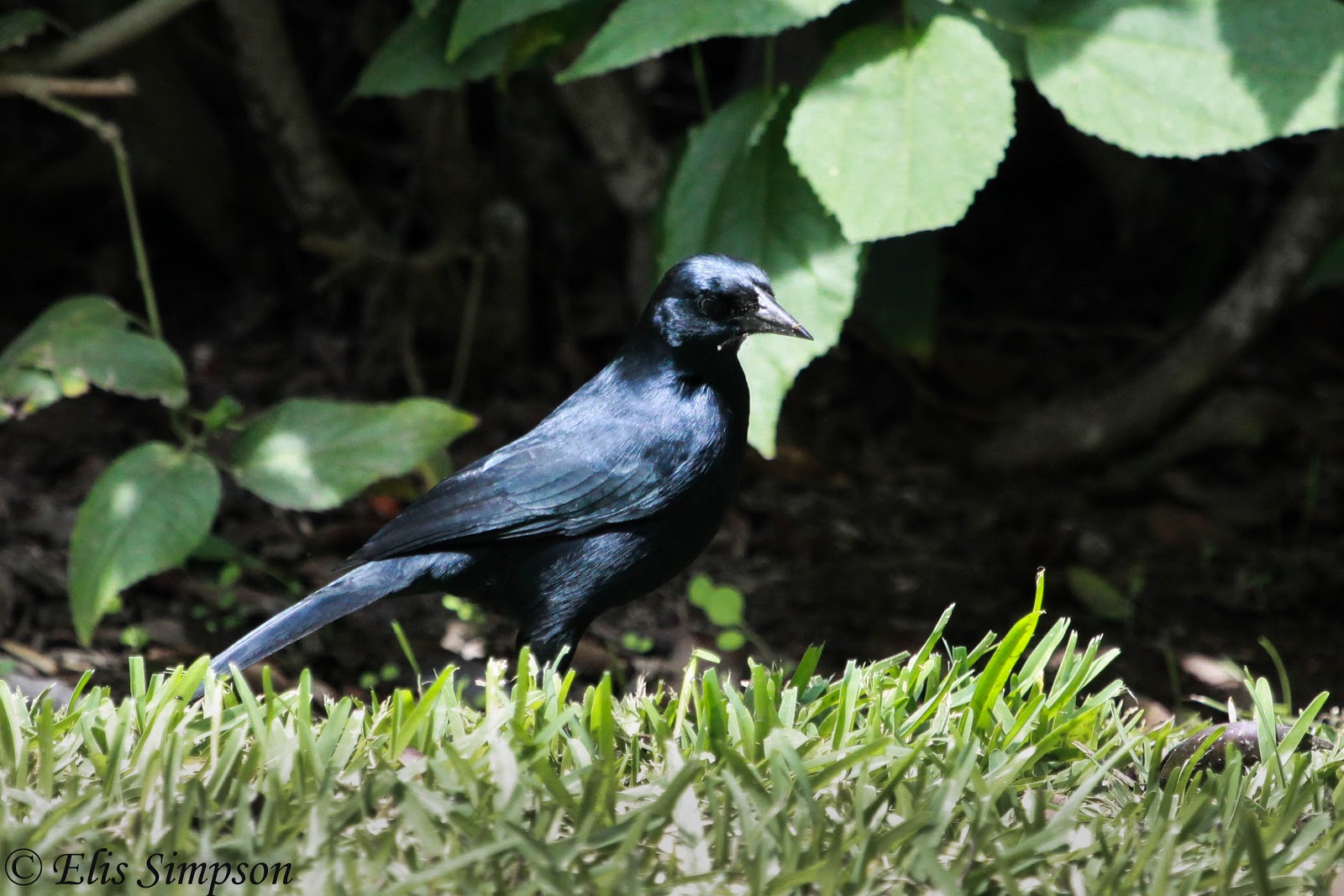 Rick Simpson Birding Urban birding in Lima, Peru.