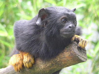 red handed tamarin