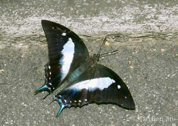 Butterflies of Singapore: Life History of the Blue Nawab