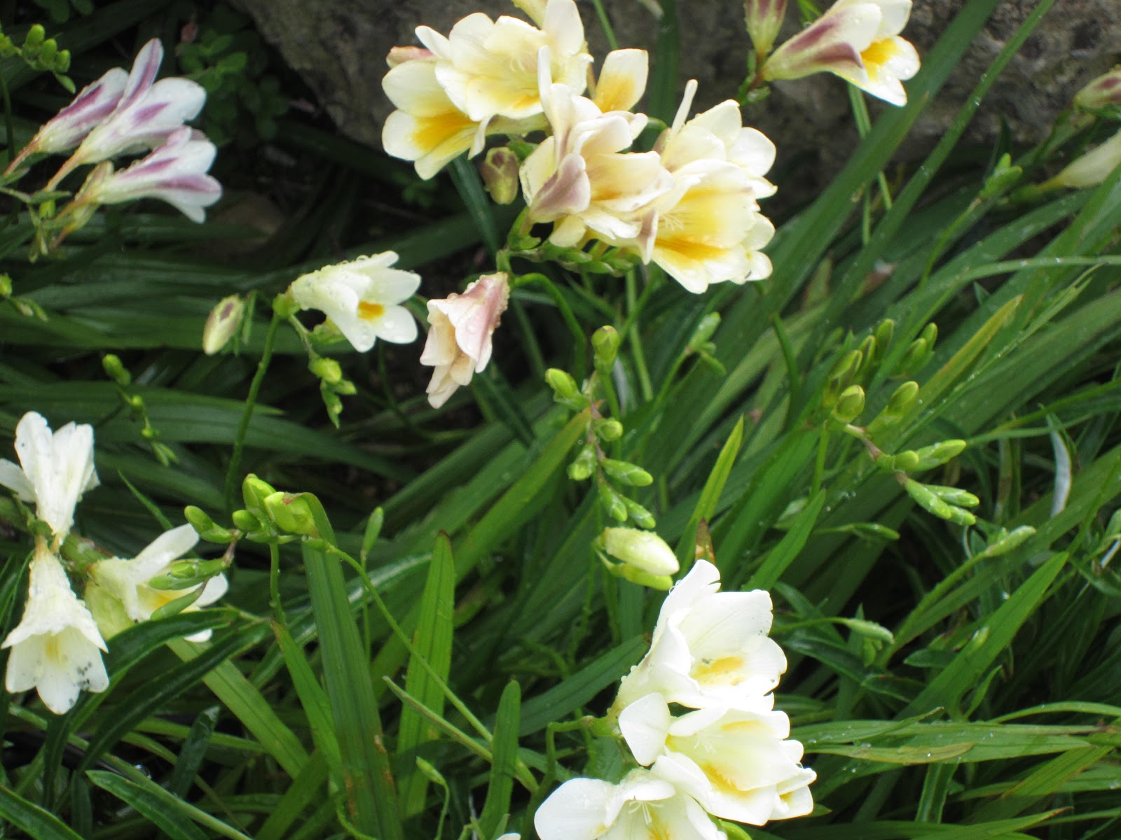 HORTA À PORTA FREESIA X hybrida (FRÉSIA)