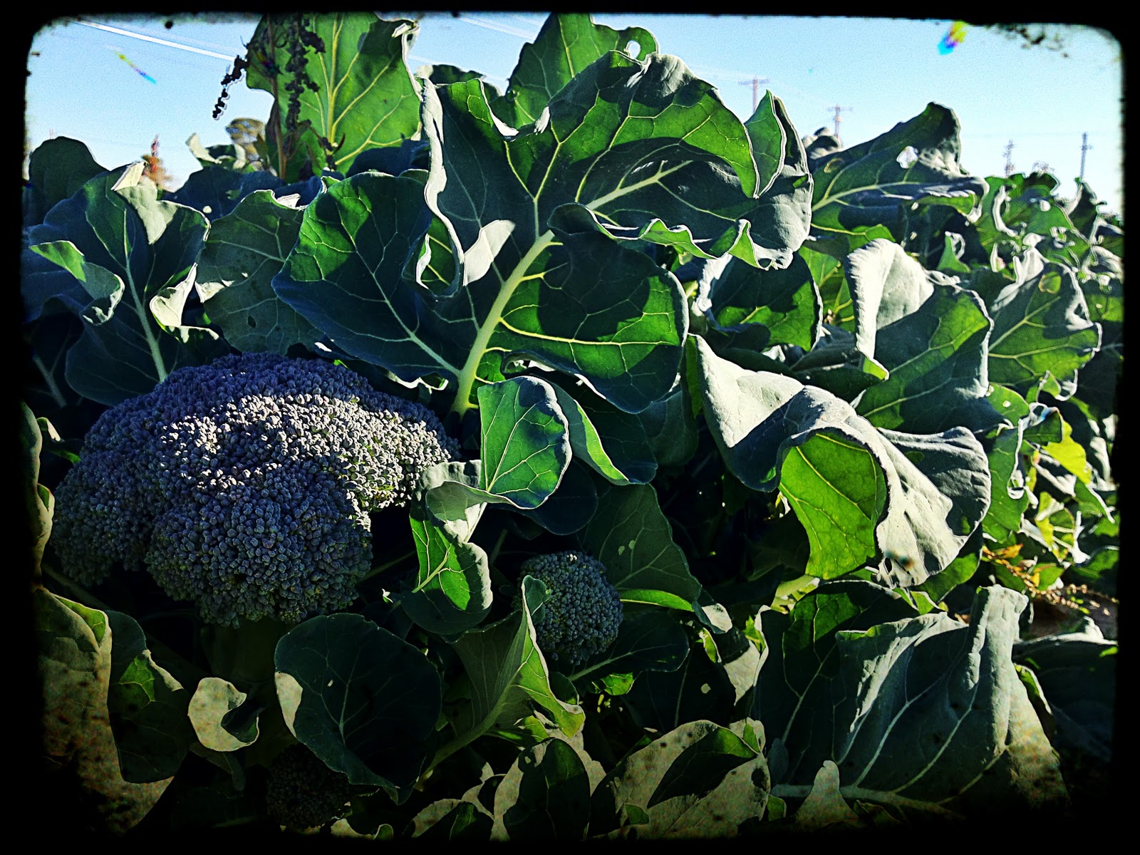 Simply Local... Vegetable of the Week Broccoli