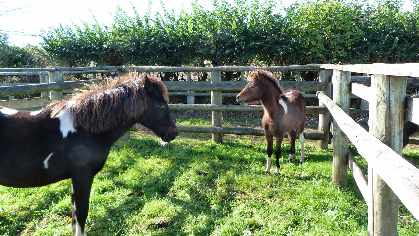 people4ponies blog Chagford Dartmoor Pony Sale
