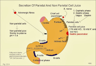 Corticosteroid hormones in the body