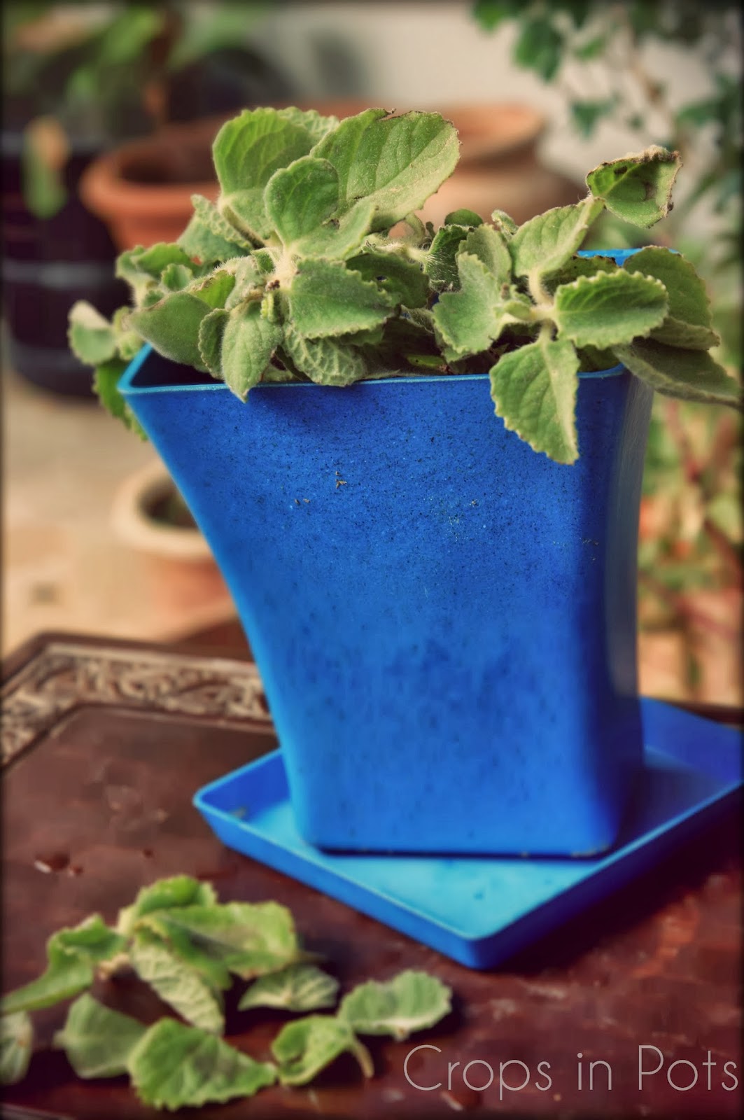 Crops In Pots DIY Instant Cuban Oregano Plants