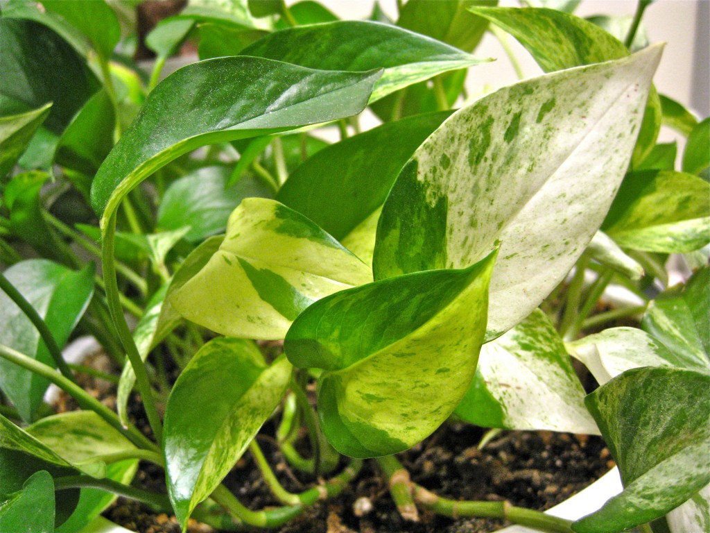 easy to grow plants houseplants kinds of ornamental plants care of christmas cactus houseplant