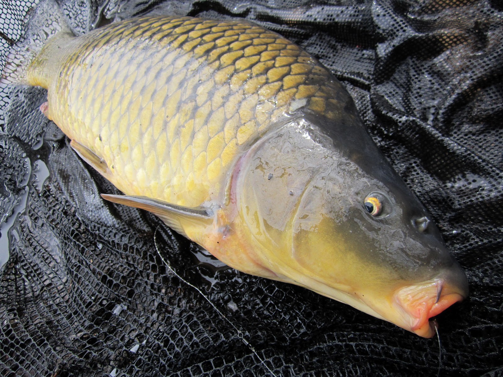 Small Pond Fish