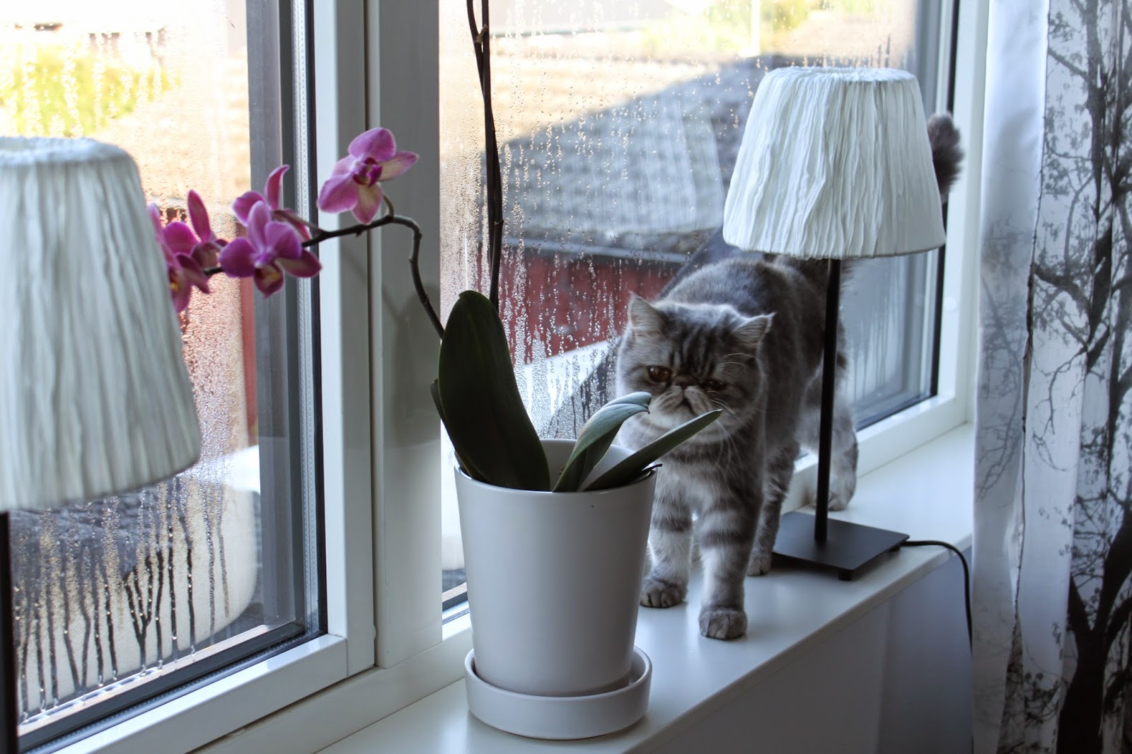 Sanna maries trädgårdsrum: september 2014