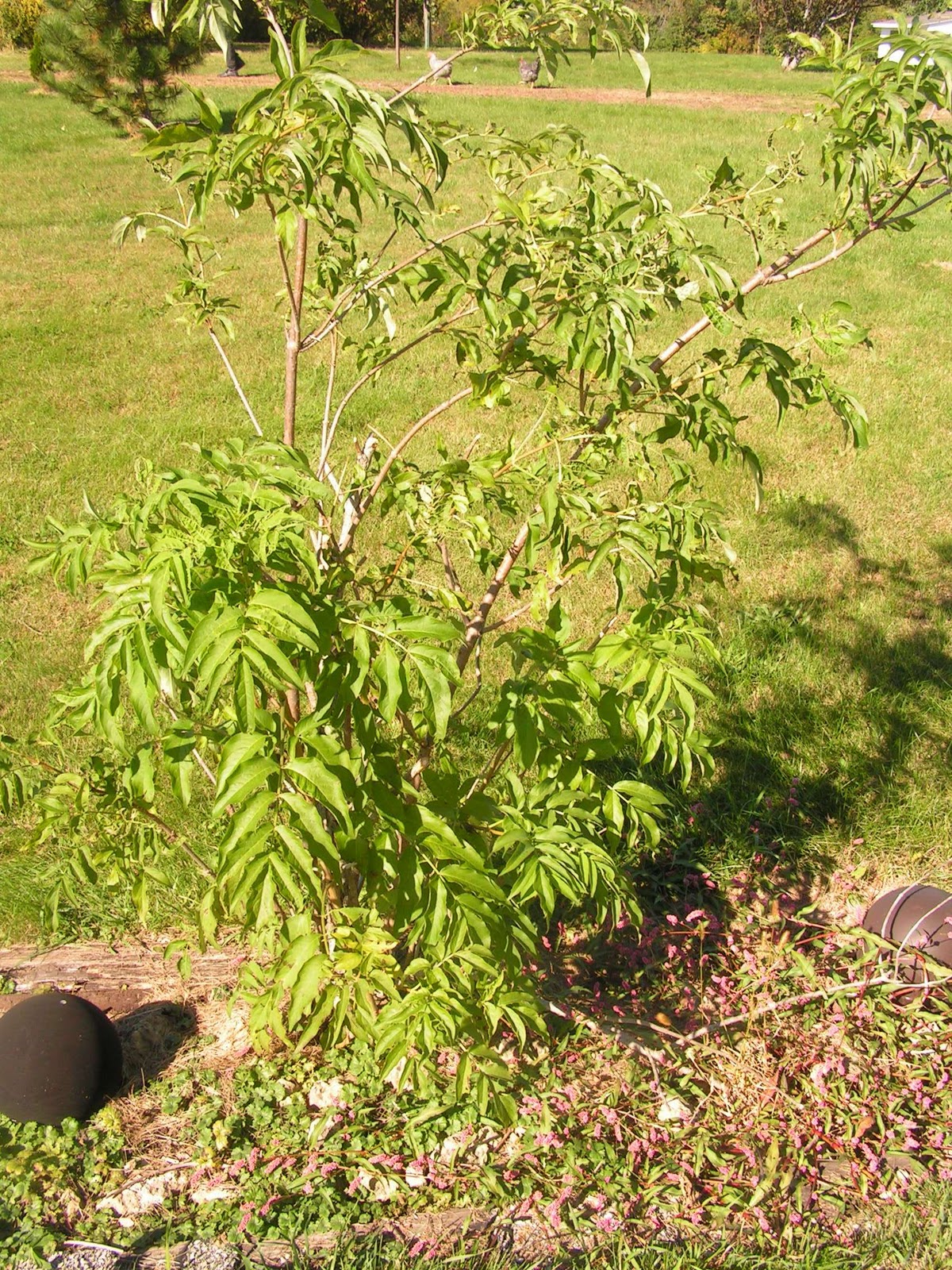 Rambling Anne: Elderberry shrubs