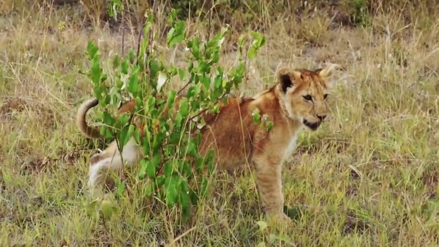 Encyclopaedia Of Babies Of Beautiful Wild Animals The Lion Cubs