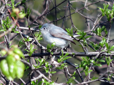 Blue-grey Gnatcatcher - Prince Edward Point, ON