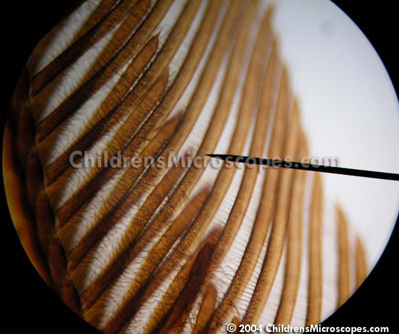 Learn_for_Knowledge Kind of Microscopes