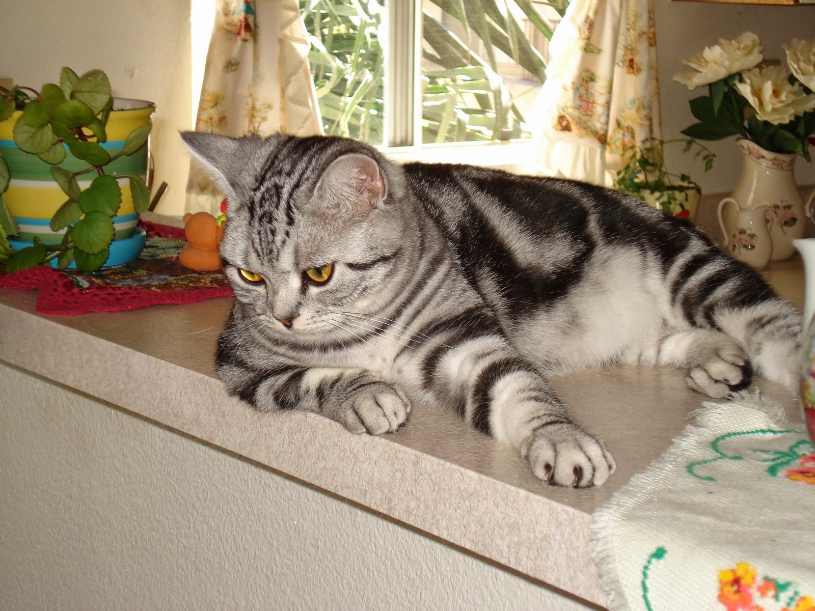 American Shorthair silver tabby cats Cat Lovers