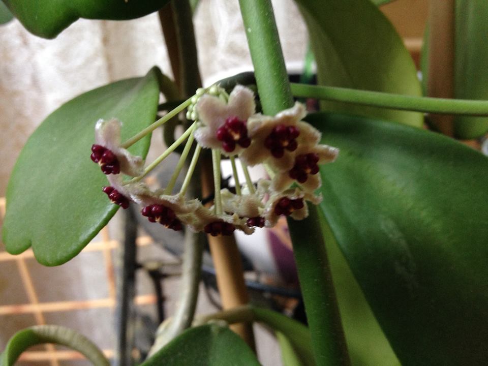 Mum Ciceklerim Hoya Kerrii 5