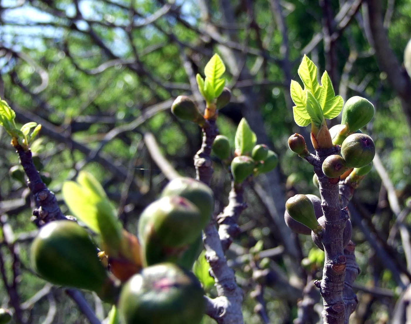 MODOS DE OLHAR Figueira (Ficus carica) Figueirada