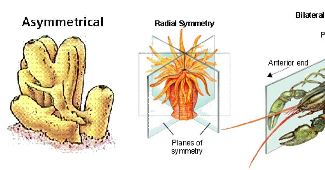 As Many Exceptions As Rules Do You Have Be Ugly to Hear Well? Owls