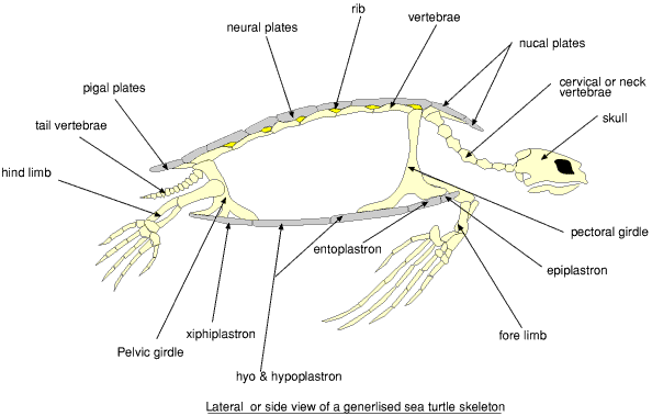 Kemp's Ridley Sea Turtle: External Picture/Labeled