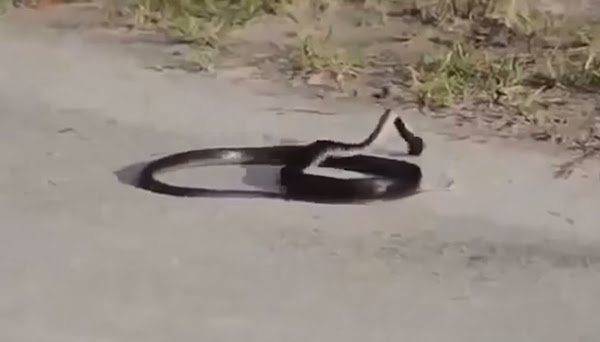 A shiny black snake spotted