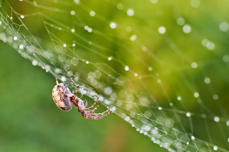 How spiders spin silk Mechanism elegantly explains how spider silk can
