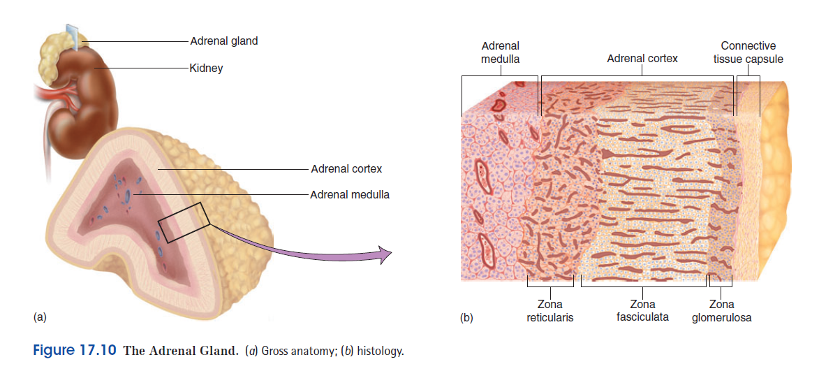 CLASS BLOG: BIO 202 Endocrine