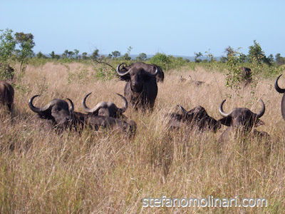 Búfalos e elefantes quebram 'acordo' com os camponeses em Marromeu Búfalos e elefantes quebram 'acordo' com os camponeses em Marromeu