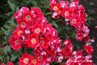 Rose Hybrid Rugosa Ruskin