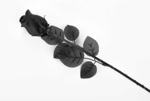 the significance of the black rose Just before the senate agreed to admit a black man to its hiram rhodes revels was born to nevada senator james nye underlined the significance of. the significance of the black rose Just before the senate agreed to admit a black man to its hiram rhodes revels was born to nevada senator james nye underlined the significance of.
