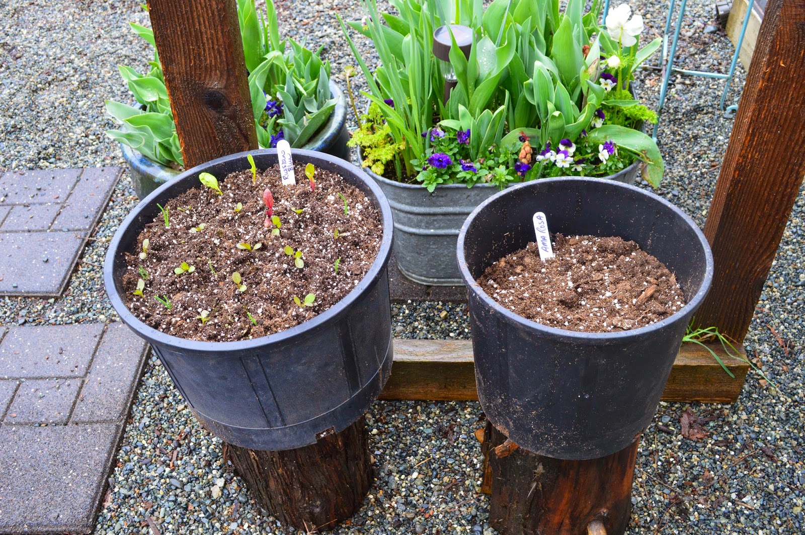 The Nitty Gritty Potager How To Grow New Potatoes aka Baby Spuds